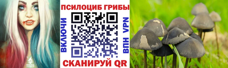 Псилоцибиновые грибы Cubensis  Купить  Пыталово 